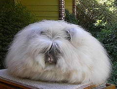 Fluffy white English Angora rabbit