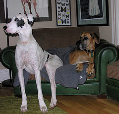 Dogs sitting on sofa