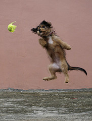 dog jumping for toy