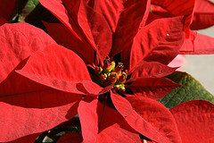 poinsettia