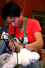 angora rabbit being sheared