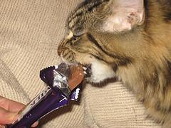 cat eating chocolate bar