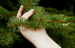 hand holding pine needles
