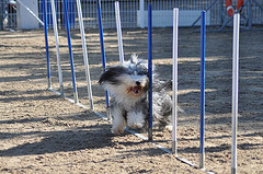 dog agility training with  dog weaver poles