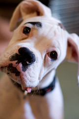 white boxer dog