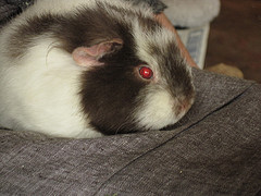 guinea pig