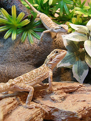  bearded dragons