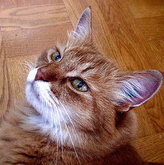 tabby cat looking upwards