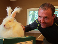 Angora Rabbit click here for more details white angora rabbit