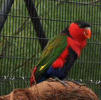 coulorful bird coulorful bird