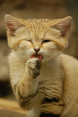 picture by Mr Guilt used under creative commons cat cleaning face