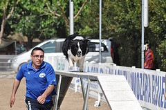 dog agility walking plank