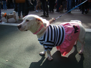 Dog in a dress