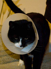 cat wearing flea scratch collar