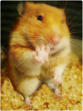 Photos used under Creative Commons from AldoSaga hamster
