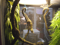 Lizard in natural surroundings Lizard in natural surroundings