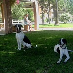 pointer dogs in the park