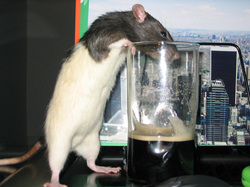 drinking rat