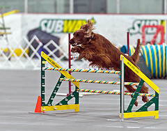 triple jump agility dog
