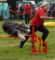 dog jumping fence