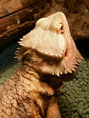 bearded dragon close up