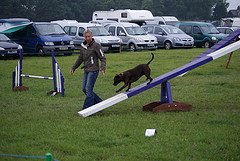 Dog agility training dog on teeter board