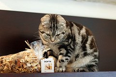 potpourri with cat