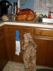 dog watching cooked turky