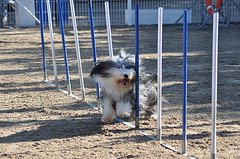dog agility training with  dog weaver poles