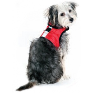 Scruffy dog wearing reflective vest