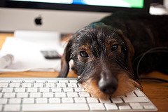 dog on a keyboard