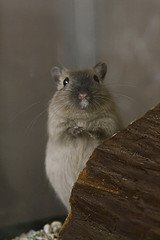 grey gerbil