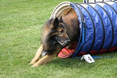 dog in agility tunnel