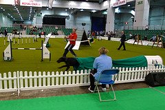 dog agility course