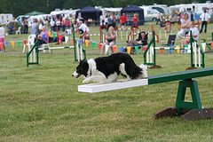 teeter-totter see-saw agility equipment