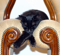 Sleeping black cat on arm of chair