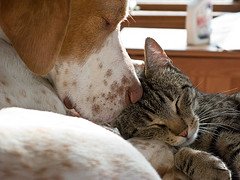 Dog and kitten sleeping