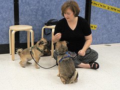 puppies with dog trainer