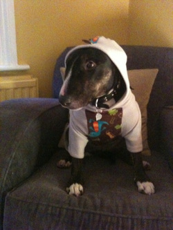 OK you have your photo,Now can we please take this thing off. dog wearing clothes