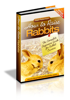 rabbit book