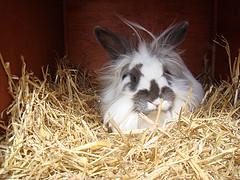 lion head rabbit