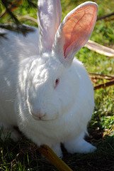 New Zealand White Rabbit