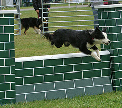dog leaping wall