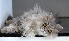 grey Persian cat