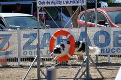 dog  jumping through tire